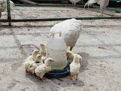 High Quality Paper White Chicks with Hen