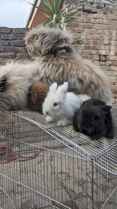 english rabbits only bunnies for sale