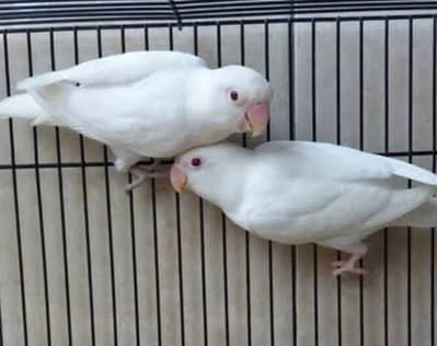 Albino Red eye for sale