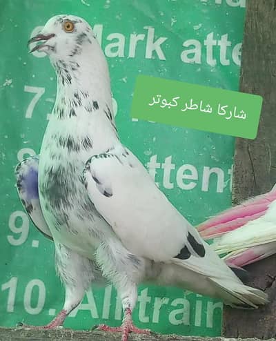  چھتری والے بہترین کبوتر