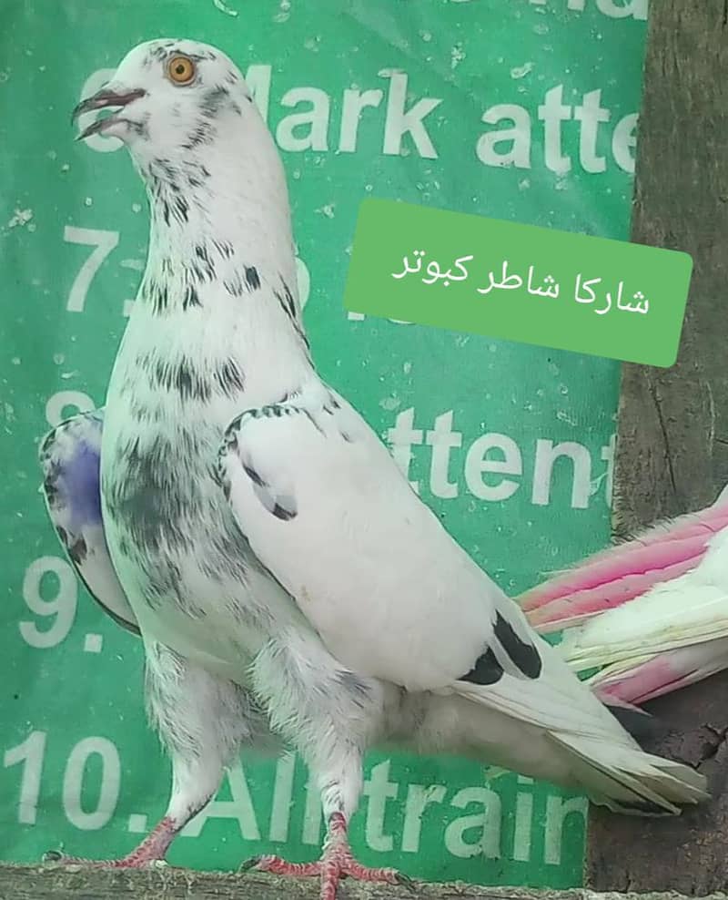  چھتری والے بہترین کبوتر 0