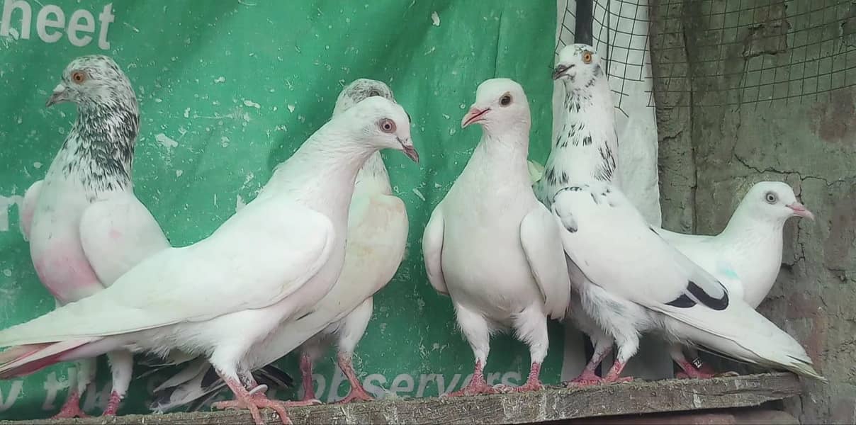  چھتری والے بہترین کبوتر 1