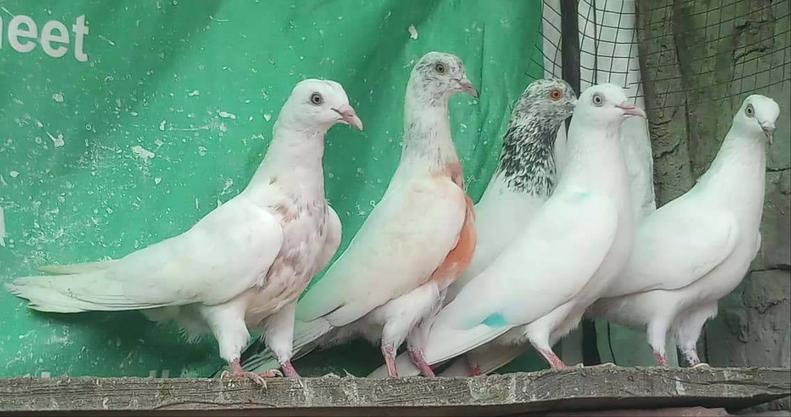  چھتری والے بہترین کبوتر 2