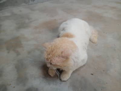 parsian cat for sale 03464815775