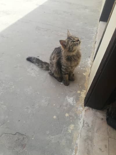 triple cotted tabi print