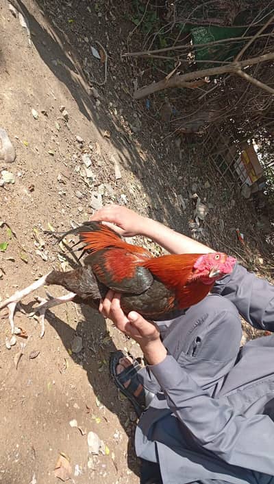 aseel morgha baht Achi nasal Ka hy