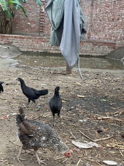 Aseel sindhi chicks for sale no=0/3/2/3/4/9/1/1/2/8/9