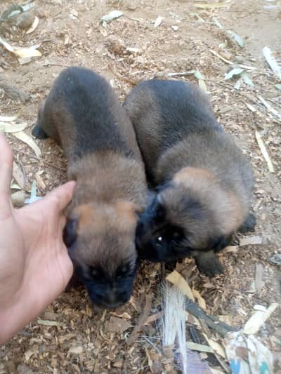 garman shped 2 week pupes