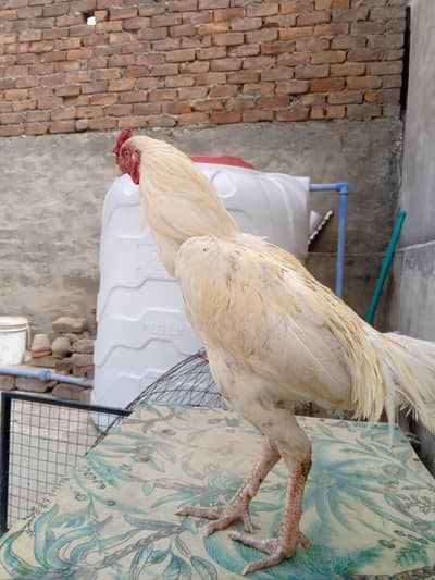 Ghar ka murgha 100 good hen