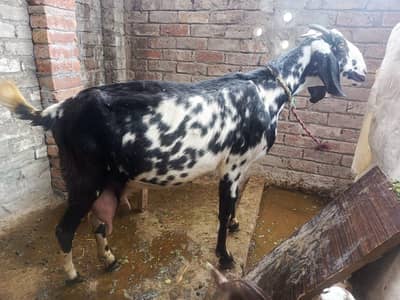 makhi Cheena Desi Bakri