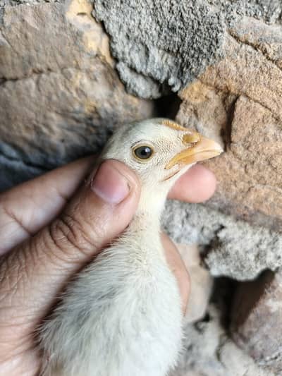 High Quality Big Size Bengum Pair Chicks