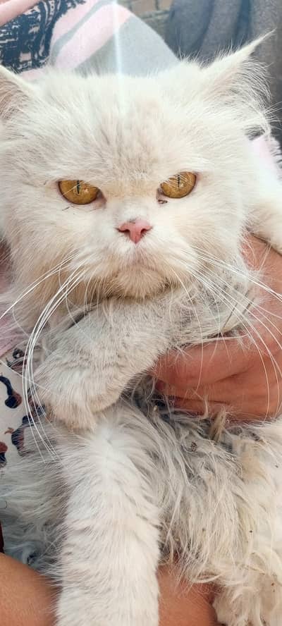 Persian cat . Persian kitten triple code cat triple code kiten