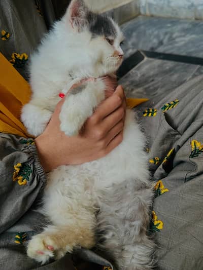 Persian kitten