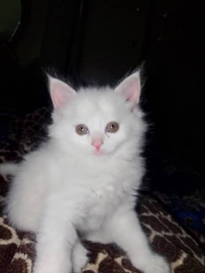 Blue eyes ,,odd eyes Cute little Persian kittens available 03037184693