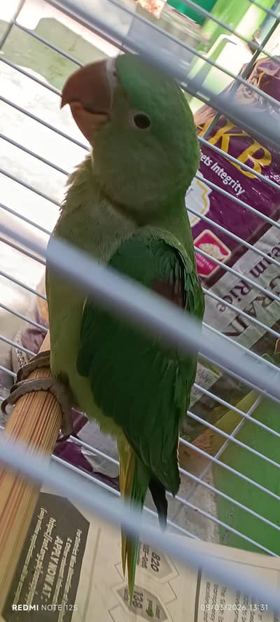 Alexander Pahari Parrot
