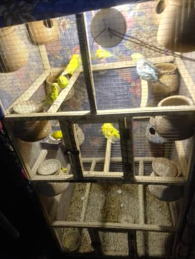 AUSTRALIAN,LOVEBIRD, COCKTAIL,DOVE, JAWA, BENGLIES