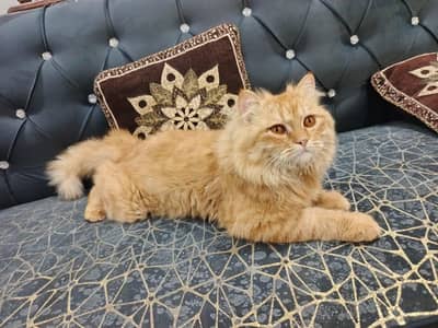Persian cat full friendly