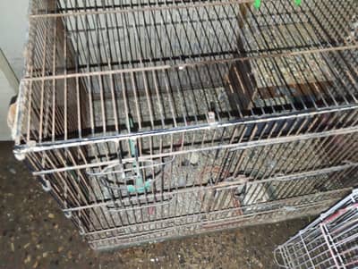birds cage