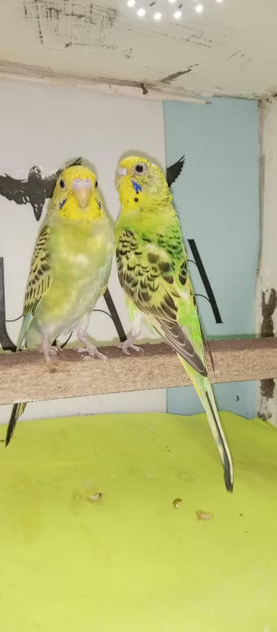 5 Budgies Pair