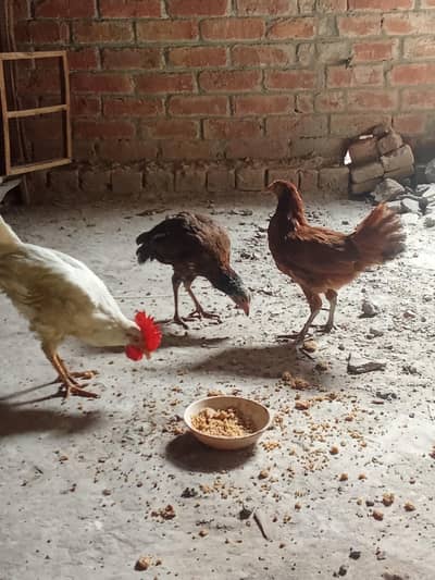 Active and healthy hen's