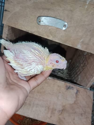 common white cocktail chicks for hand tame