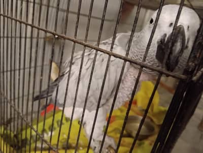 African Grey parrot