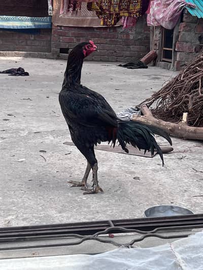 Thai  cross burmi only Whatsapp 03404223909