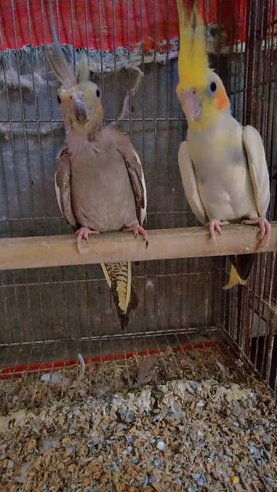 cocktail parrot breeder pair