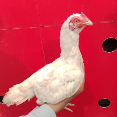 aseel murgi , madi ,