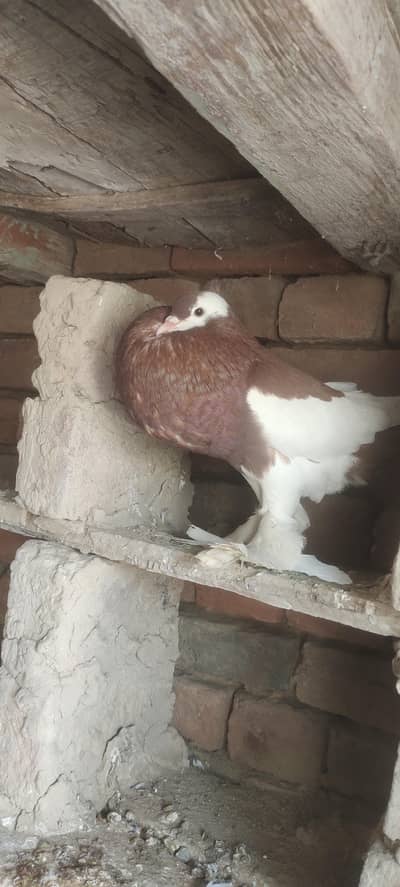 Magpie gubara female for sale