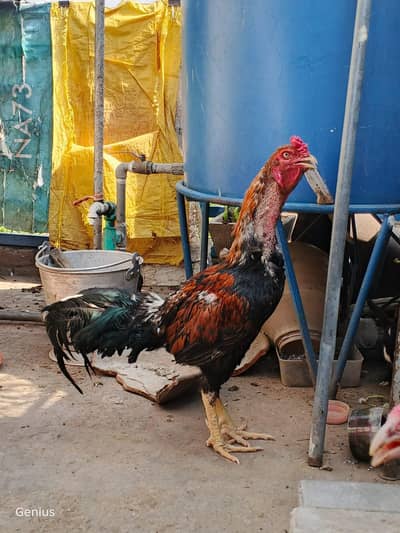 The set of Aseel with one male and two females