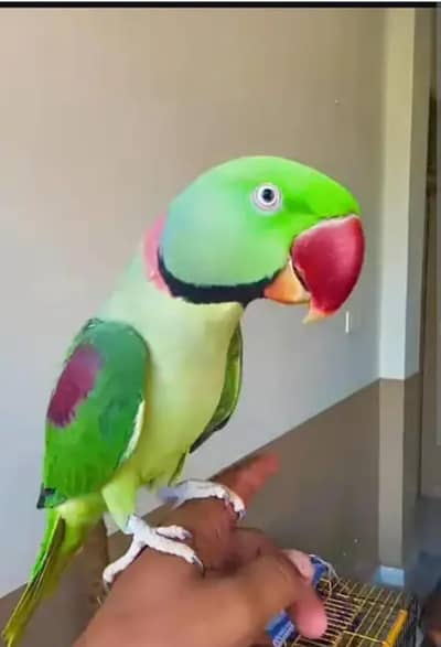 Kashmiri raw parrot health active 12 month age0346==46=65=288 WhatsApp