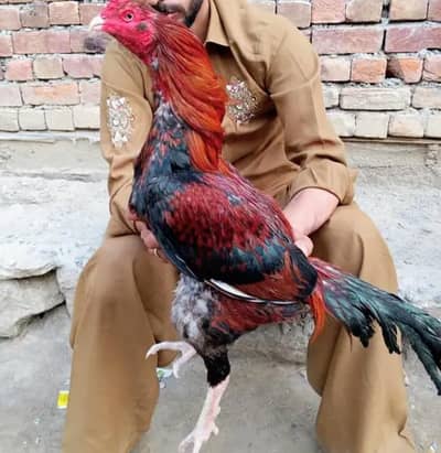 Aseel murga for sale