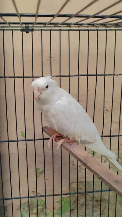 White Albino Cockatiel Pair with cage