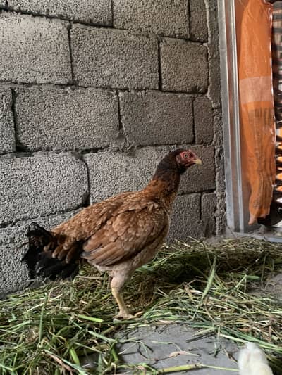 Beader female forsale fresh pics with 2 chicks