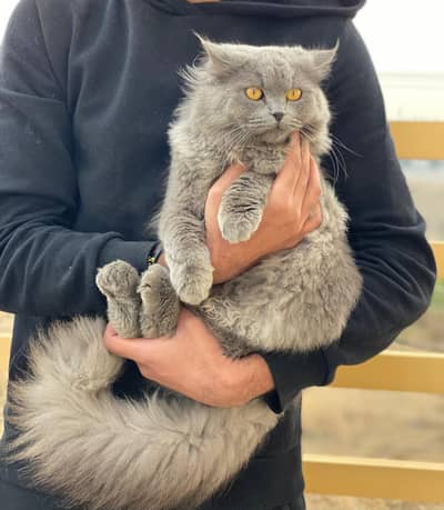 Triple Coated Breeder Male