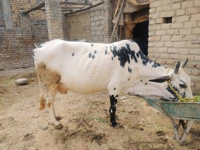 contact no 03365848386