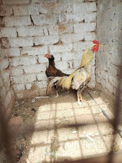 Aseel young breedar pair