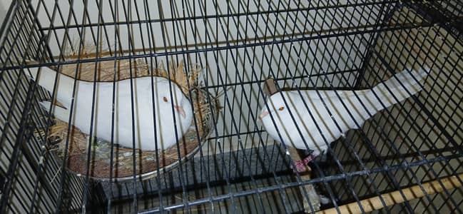 KHOMRAY  WHITE DOVE  PAIR