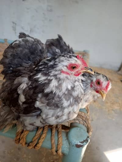 Molted bentum female or eggs
