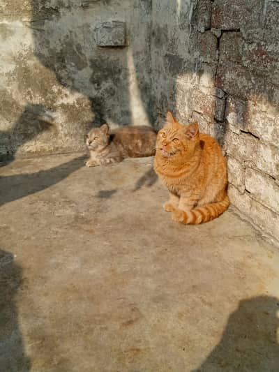 Persian pair for sale