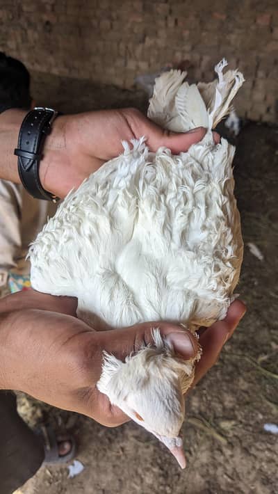 Frill or American Males