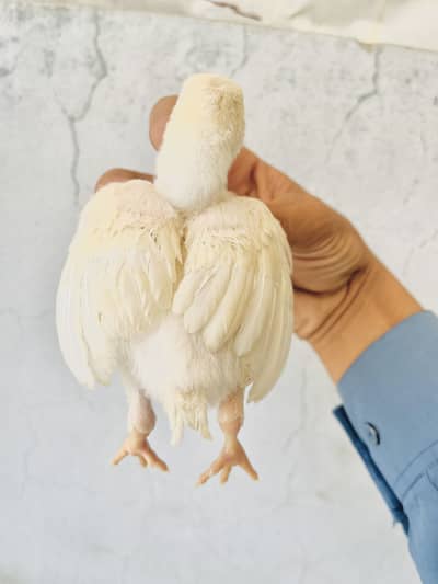 aseel   Heera chicks   22 pieces available