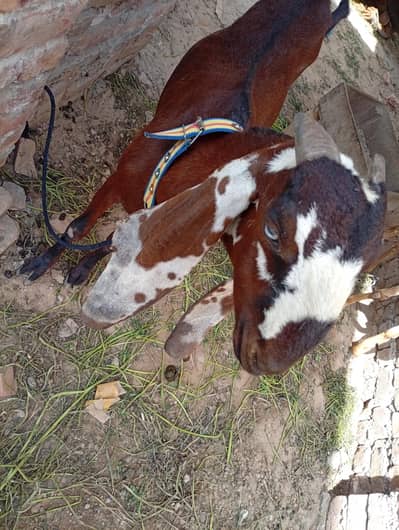 nagra beetal aala nasli bakri ha 03027739693