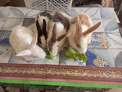 Rabbit Bunny For Sale