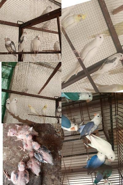 cocktail,lovebirds,chicks, breeder male,pathy,or pair available