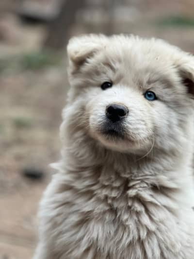 padageree husky puppies