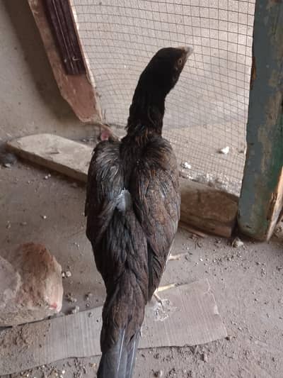 beautiful aseel pathi  03187598736