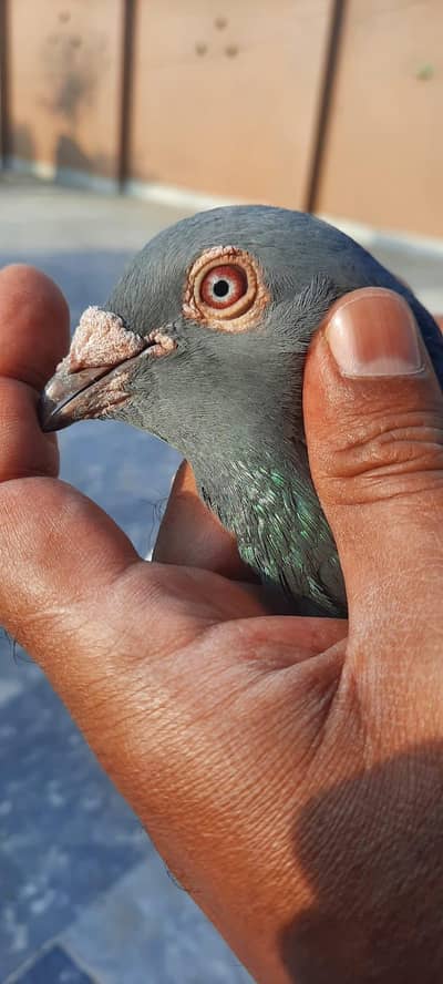 qasid pigeon