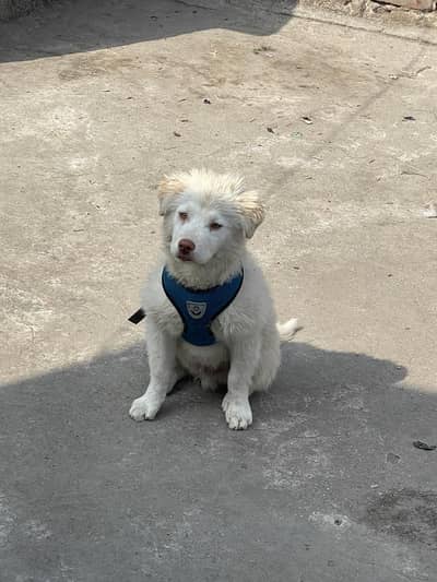 CUITE DOGO FULLY VACCINATED FOR SALE